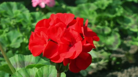 Flowers Pelargonium Video stock 61054466