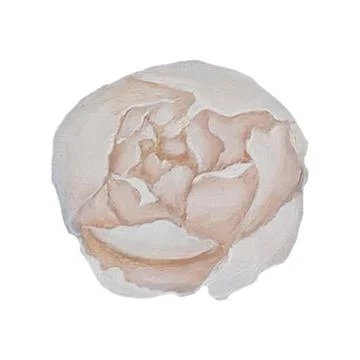 Flowers peonies beige Illustrazione stock