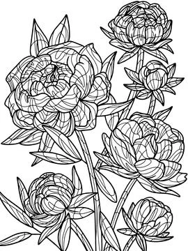Flowers peonies isolated object, white background. Coloring book antistress for Stock Illustration