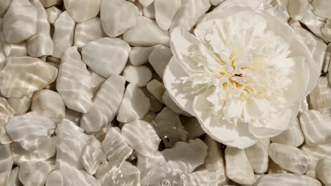 Flowers peonies on water surface with drops. Pure water with reflections Stock Footage 248133397