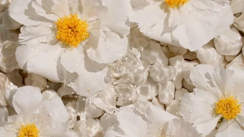 Flowers peonies on water surface with drops. Pure water with reflections Stock-Footage 274148682