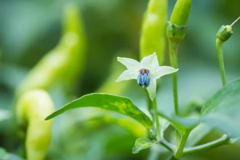 Flowers of the pepper Stock Photos