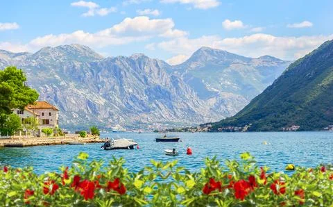 Flowers in Perast Stock Photos