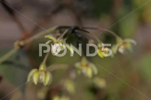 Flowers of Pergularia, Pergularia daemia Stock Photos