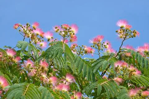 Flowers of Persian silk tree Stock Photos