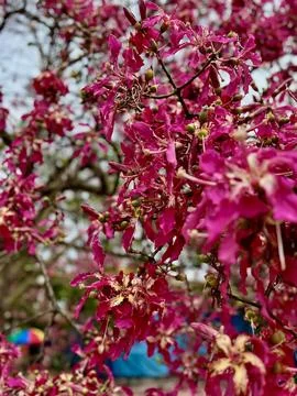 Flowers in perspective in a park Stock Photos