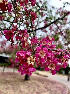 Flowers in perspective Stock Photos