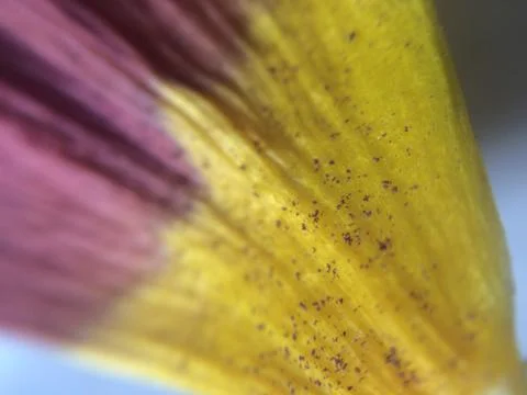Flower’s petal macro Stock Photos