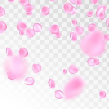 Flowers petals falling on vector transparent background. Wedding, Valentine or Illustrazione stock