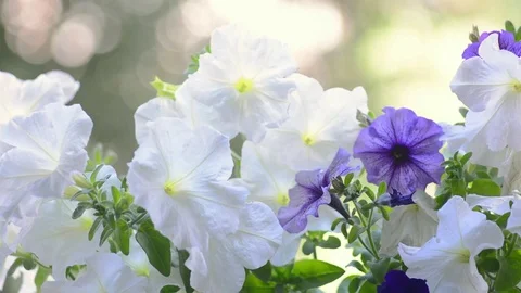 Flowers petunia Video stock 76691064