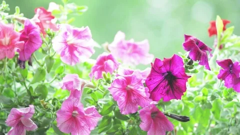 Flowers petunia Stock-Footage 76691066