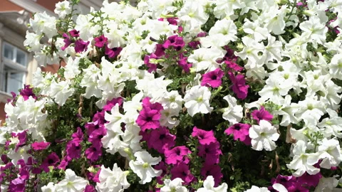 Flowers Petunia Stock-Footage 114554200