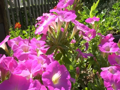 Flowers of Petunias in the Garden Stock Footage