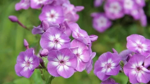 Flowers phlox in the garden Video stock 78556689