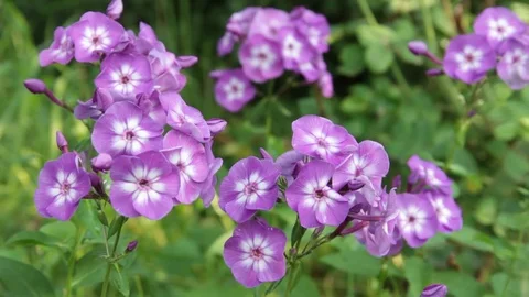 Flowers phlox in the garden Video stock 78556690