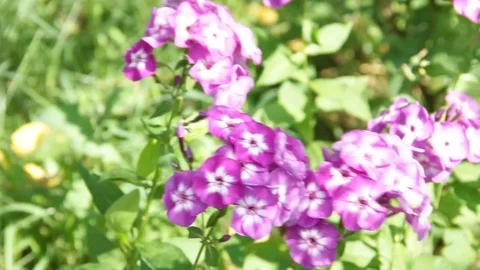 Flowers phlox in the garden Video stock 78556691