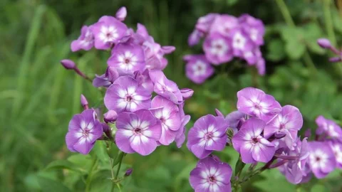 Flowers phlox in the garden Video stock 78556698