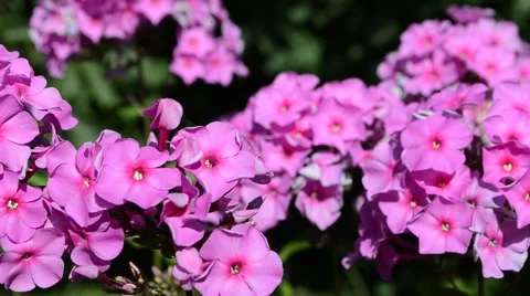 Flowers phlox pink Stock Footage 56828535