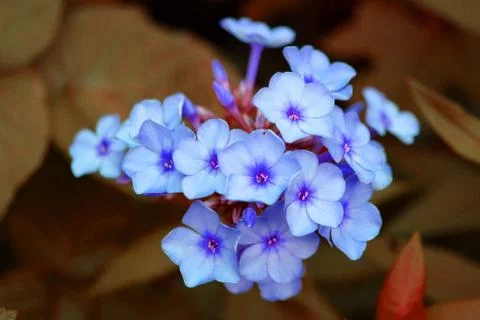 Flowers phlox in processing blue and red, beautiful background and splash Stock Photos