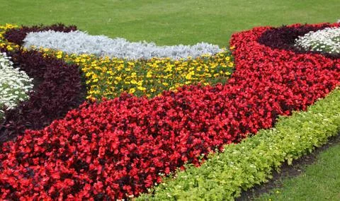 Flowers Stock Photos