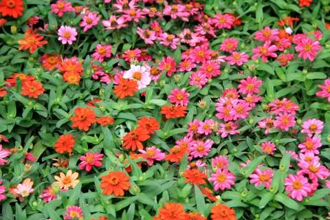 Flowers Stock Photos