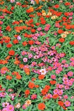 Flowers Stock Photos