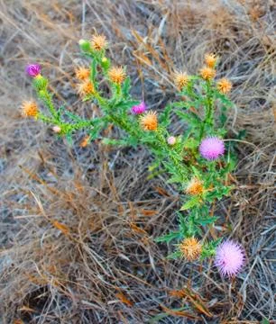 Flowers 스톡 사진