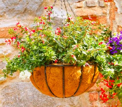 Flowers Stock Photos