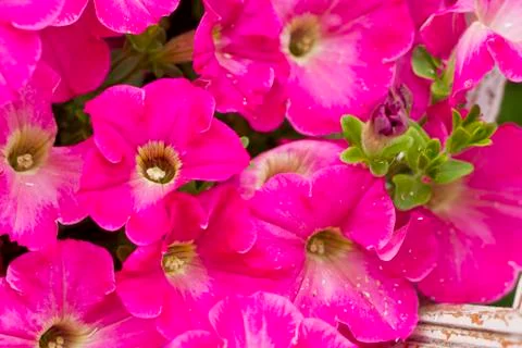 Flowers Stock Photos
