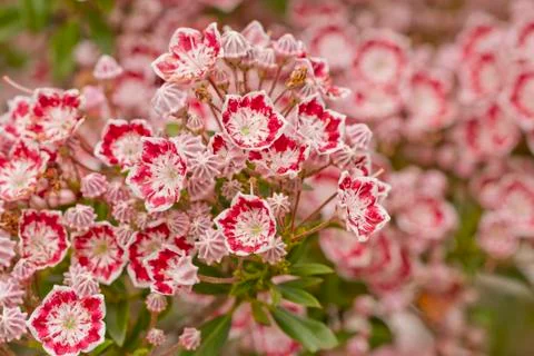 Flowers Stock Photos