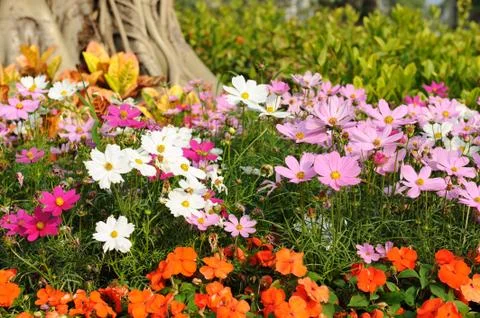 Flowers Stock Photos