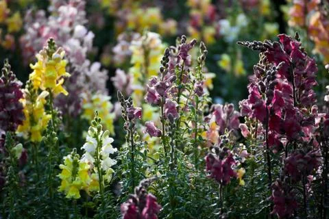 Flowers Stock Photos