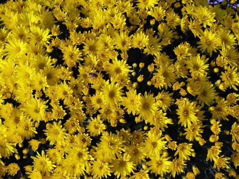 Flowers Stock Photos