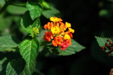 Flowers Stock Photos