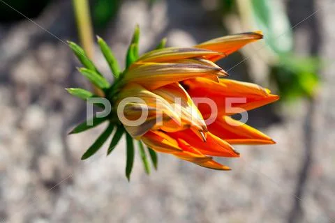 Flowers Stock Photos