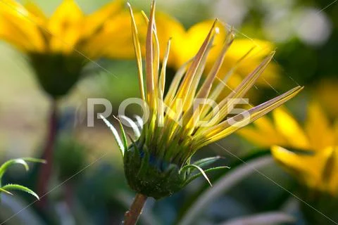 Flowers Stock Photos