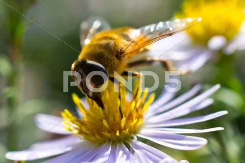 Flowers Stock Photos