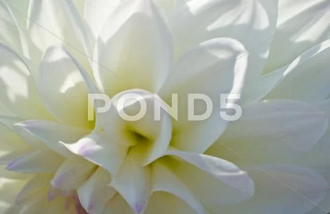 Flowers Stock Photos
