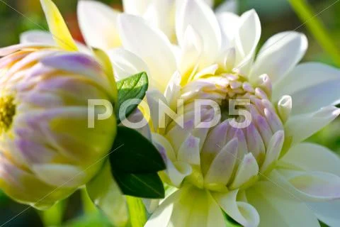 Flowers Stock Photos
