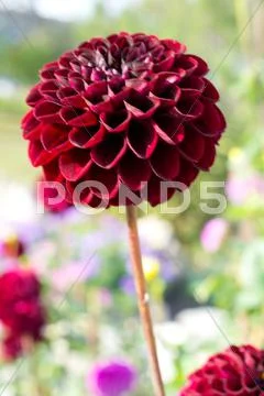 Flowers Stock Photos