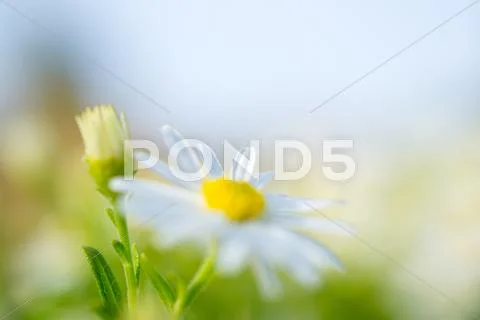 Flowers Stock Photos