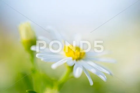 Flowers Stock Photos