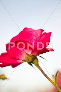 Flowers Stock Photos