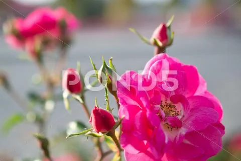 Flowers Stock Photos