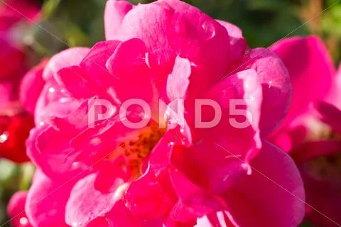 Flowers Stock Photos