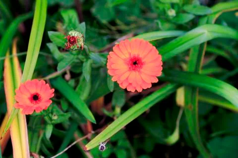 Flowers Stock Photos