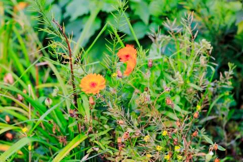 Flowers Stock Photos