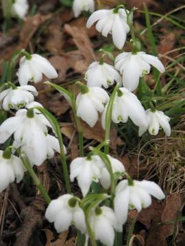 Flowers Stock Photos