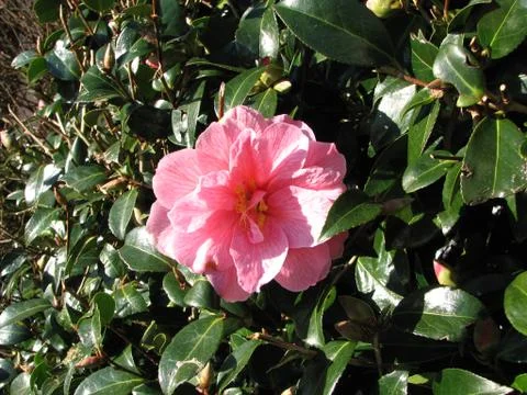 Flowers Stock Photos