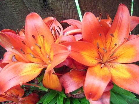 Flowers Stock Photos